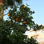 فيلة Nissi